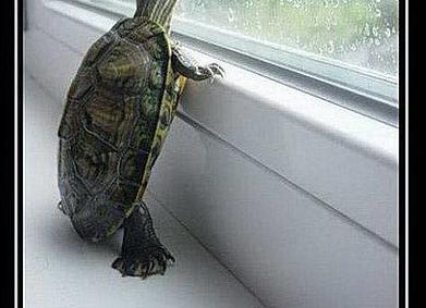 «…рождённый ползать, летать не сможет…».</p>
<p>Так ли это?